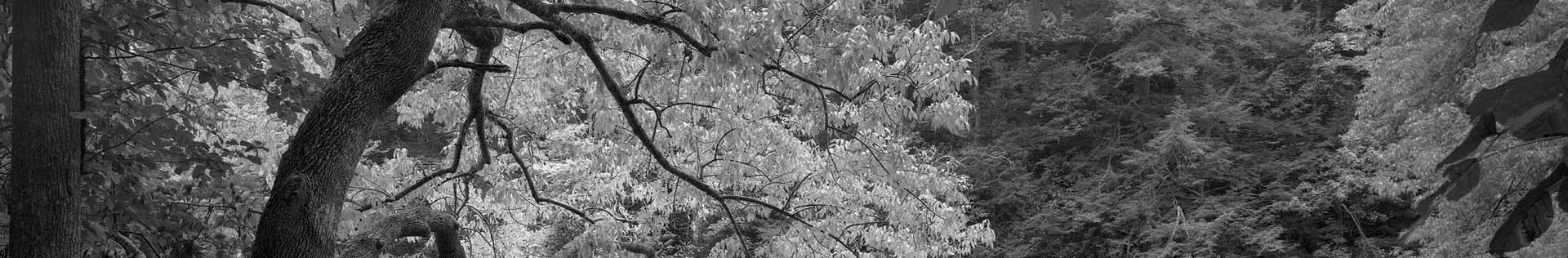 Black and White Zone System Photography