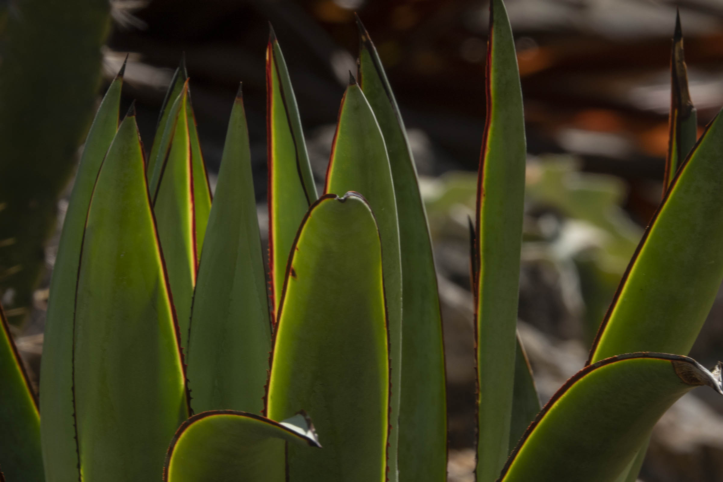 Comp in the Field Photo Classes